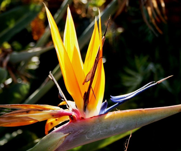 Pictures Of Flower That Looks Like A Bird Spark Debate Online